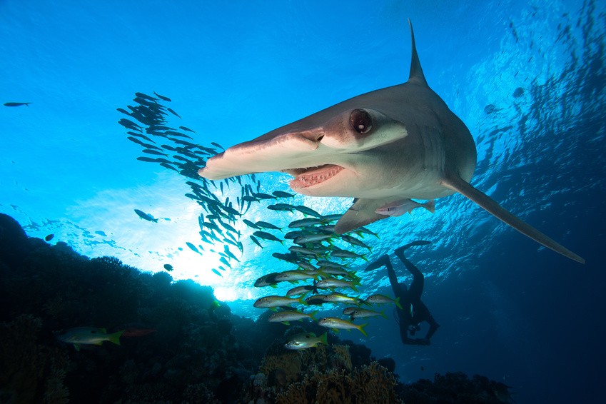 Hammerhead Shark | Diving Facilities | Dive HQ Westhaven
